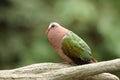 Bird --- Pinon Imperial Pigeon