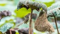 Bird (Plain Prinia) build bird nest in the nature Royalty Free Stock Photo