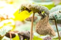 Bird (Plain Prinia) build bird nest in the nature Royalty Free Stock Photo