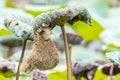 Bird (Plain Prinia) build bird nest in the nature Royalty Free Stock Photo