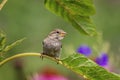 Bird on a plant in a garden