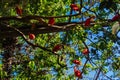 Scarlet Ibis at Parque das Aves Royalty Free Stock Photo