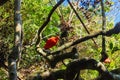Scarlet Ibis at Parque das Aves Royalty Free Stock Photo