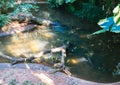 Water pond in Parque Das Aves