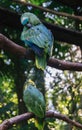 Blue and Gold Macaws sitting Royalty Free Stock Photo