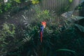 Colourful birds at the Brazilian Bird Park