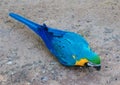 Blue and Gold Macaws sitting Royalty Free Stock Photo