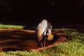 Gray Crowned Crane bird eating