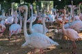 Group of pink flamingos at the bird park