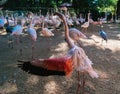 Group of pink flamingos at the bird park