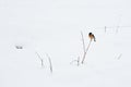 Bird on plant in winter snow