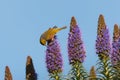 Bird pollinating Pride of Madeira flowers