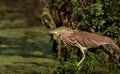 BIRD: Pond Heron