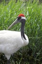 Bird portrait (crane) Royalty Free Stock Photo