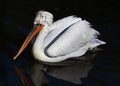 Bird portrait of a Dalmatian Pelican swims majestically in the d