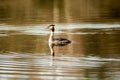 Bird portrait great crested grebe