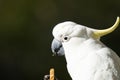 Bird portrait of sulphur crested cockatoo with biscuit