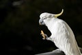 Bird portrait of sulphur crested cockatoo eating biscuit and dropping crumbs Royalty Free Stock Photo