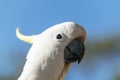 Bird portrait of sulphur crested cockatoo