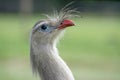 Bird portrait