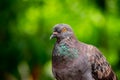 Bird, portrait wild pigeon, close-up shot with green background