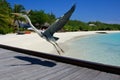 Bird Posing in Maldives