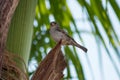 Bird posing on a palm Royalty Free Stock Photo