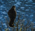 Bird posing in a tree with lake in the background