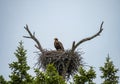 A bird, possibly a juvenile eagle, is perched on a large nest built Royalty Free Stock Photo