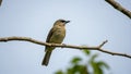 Bird possibly a thrush perches on a thin branch against a clear blue Royalty Free Stock Photo