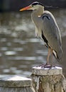 Bird on post