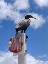 Bird on post Royalty Free Stock Photo