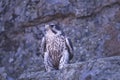 Bird-Prairie falcon