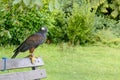 Bird of pray on bench at urban park , Bath