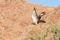 Bird of pray in Namibia