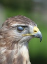 bird of pray with Nictitating Membrane