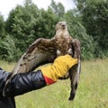 Bird predatory sits on an elongated hand in a glove, look for prey, Short-toed snake eagle