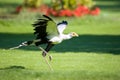 Bird of prey Royalty Free Stock Photo