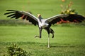 Bird of prey Royalty Free Stock Photo