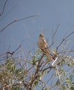 Bird of prey, Prairie Falcon Royalty Free Stock Photo