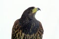 Bird of prey Royalty Free Stock Photo