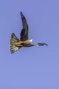 Bird of prey agility in flight