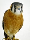 Bird of Prey - American Kestrel Royalty Free Stock Photo