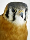 Bird of Prey - American Kestrel Royalty Free Stock Photo