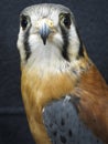 Bird of Prey - American Kestrel Royalty Free Stock Photo