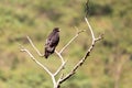 Bird of prey Augur buzzard Ethiopia Africa wildlife Royalty Free Stock Photo