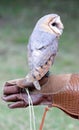 bird of prey Barn Owl on falconer s leather glove during trainin