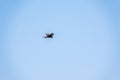 The bird of prey Black Kite flying in blue Sky Royalty Free Stock Photo