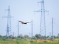 The bird of prey Black Kite flying in blue Sky Royalty Free Stock Photo