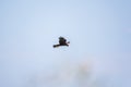 The bird of prey Black Kite flying in blue Sky Royalty Free Stock Photo
